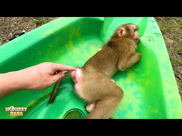 The strange thing about the Monkey Kaka's butt when they grow up