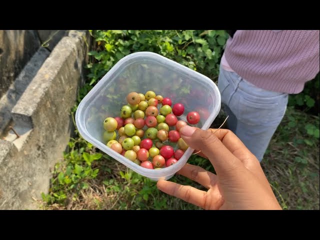 PANEN BUAH KERSEN SAMPAI KEJURANG