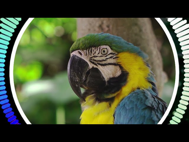 Sounds of Birds in the Amazon Rainforest - Deep Meditation | Bird Lovers