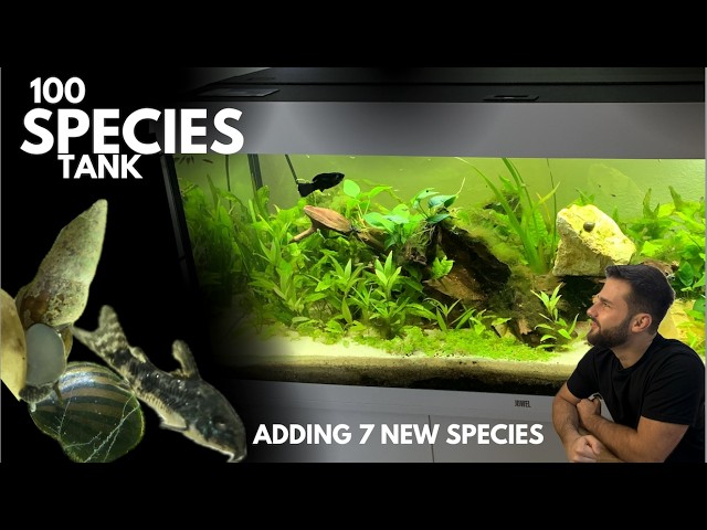 Adding 7 new species to the 100 Species Ecosystem: Aquascape update adding Corydoras, Nerites & More