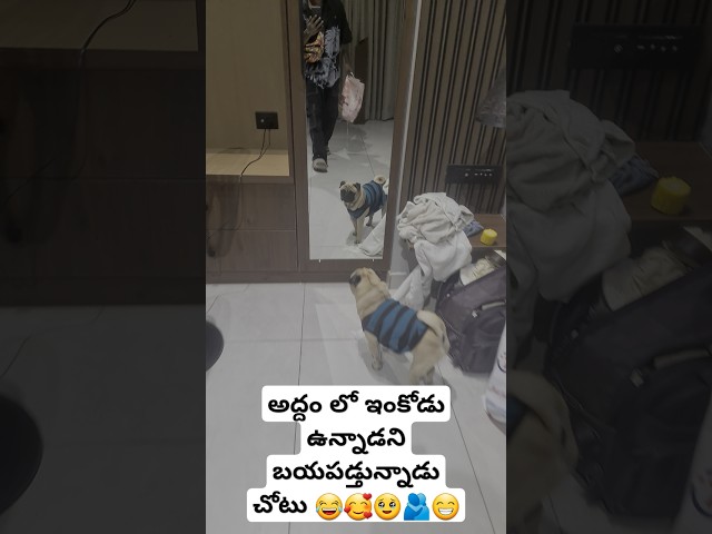 అద్దం లో ఇంకోడు ఉన్నాడని బయపడ్తున్నాడు చోటు 😂🥰🥹🫂😁 pug #dogs #doglover #telugu #cutepets #petlover