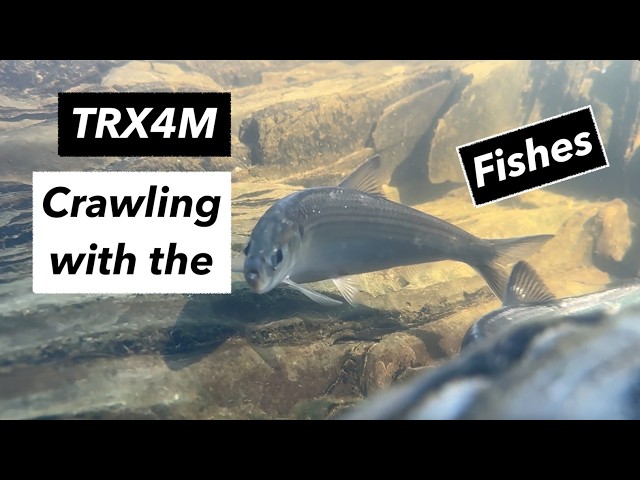 Crawling with the Fishes TRX4m Cinematic