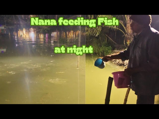 Magical fish feeding scene under the Powerful Floodlights