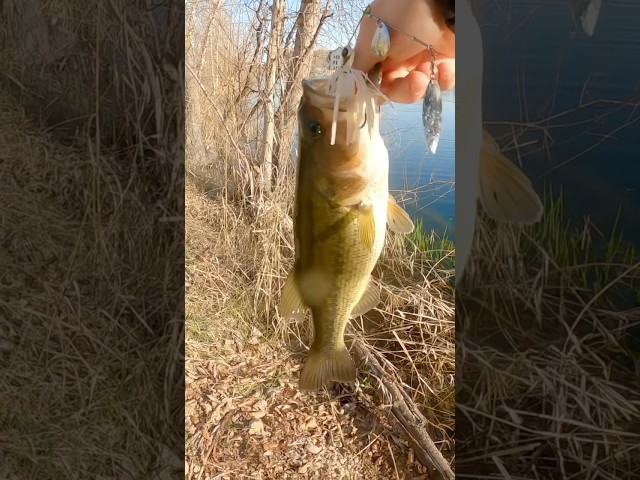 Throwing that #googan #zinger #spinnerbait for the #prespawn #fishing #bassfishing