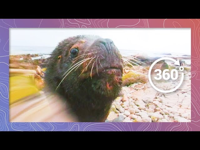 Male Sea Lion Threatens An Intruder | Wildlife In 360 Virtual Reality