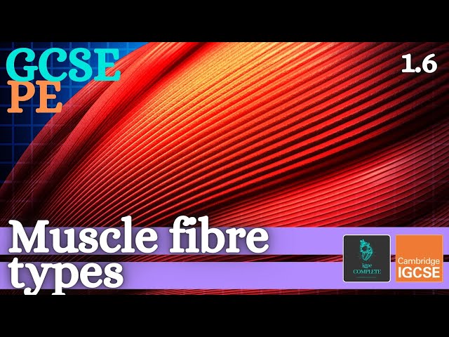 GCSE PE - MUSCLE FIBRE TYPES - Anatomy and Physiology (Skeletal and Muscular System - 1.6)