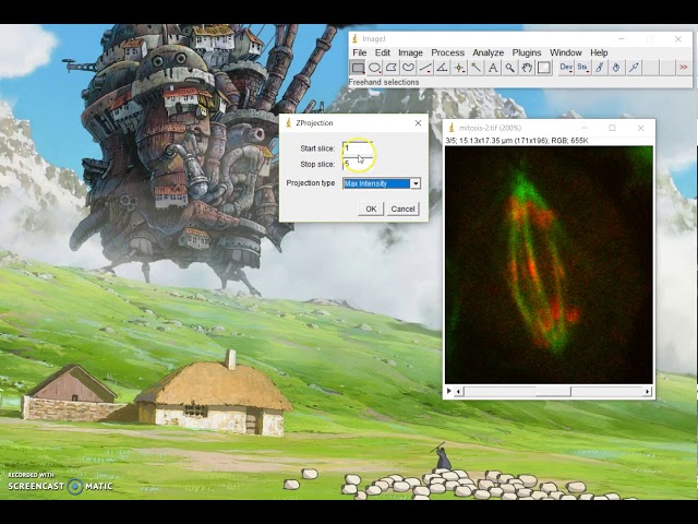 ImageJ Tutorial:  How to merge z stack slices into one