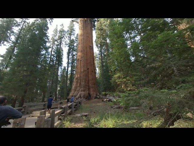 Sequoia National Park - General Sherman Photo Spot VR180