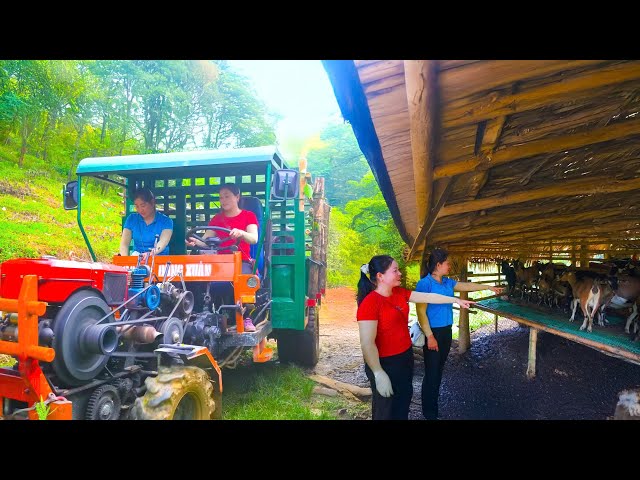 LIVE: Daily Goat Farming, Loading Truck Full, Selling At Local Market