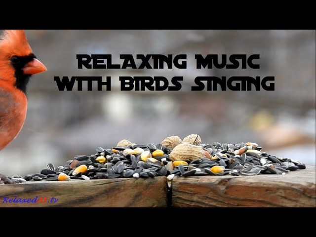 Morning Relaxing Music with Birds Singing