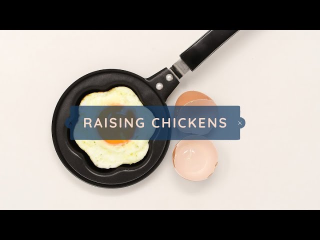 Should you raise chickens? - My Story