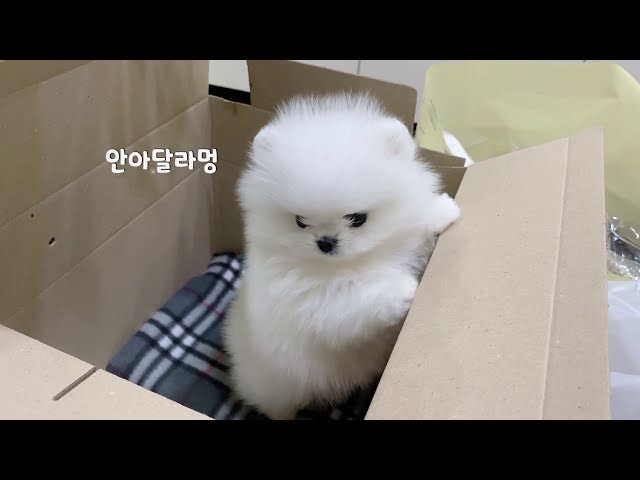 아기강아지 첫날 브이로그 🐻‍❄️ 화이트 포메라니안