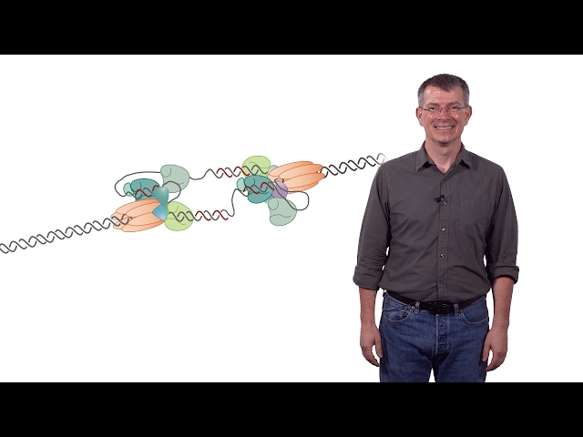 Stephen P. Bell (MIT / HHMI) 1a: Chromosomal DNA Replication: The DNA Replication Fork