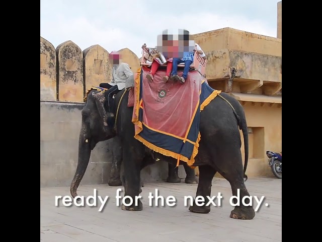 Elephant abuse at Amer Fort ( Stop taking elephant rides)