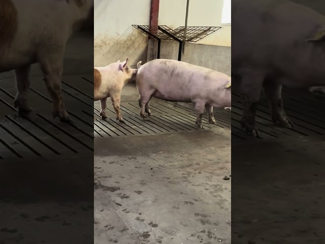 Funny Muddy Pig Moments #farm #cute