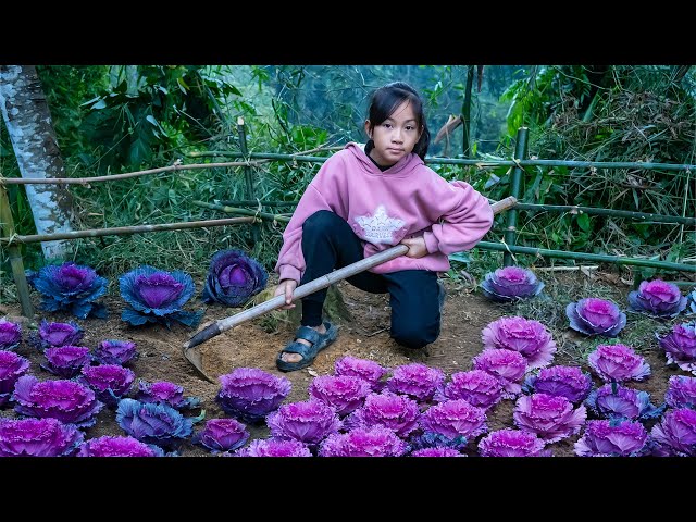 The process of sowing and harvesting purple cabbage of a poor and hardworking girl | Poor Girl +