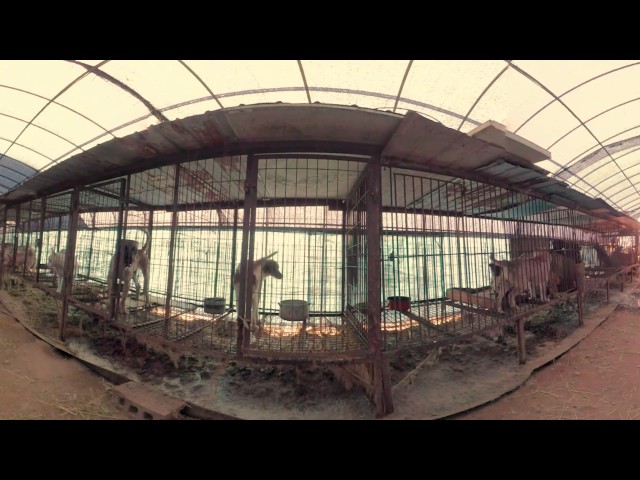 Dog Meat Farm 360º | South Korea — VR video