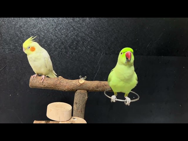 Aaj khelne mai maza a gaya #viral #dailyvlog #parrot #vlog #kittu #cute