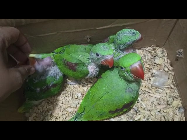 baby for sale raw parrot baby for sale raw parrot