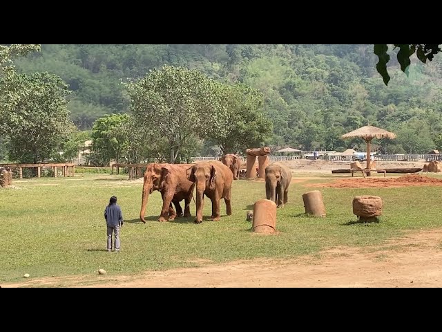 Elephant Giving Her Favourite Person With Giant Hugs After Rescued Mission Completed - ElephantNews