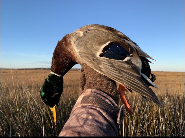 Public Land Duck Hunting on the Chesapeake Bay Virginia 2024-2025