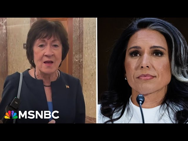 'Serial disappointer' Sen. Collins indicates she'll vote for Tulsi Gabbard