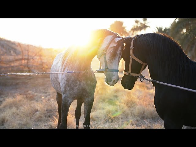 Amir Behzad Behzad Pour - Horse Breeding