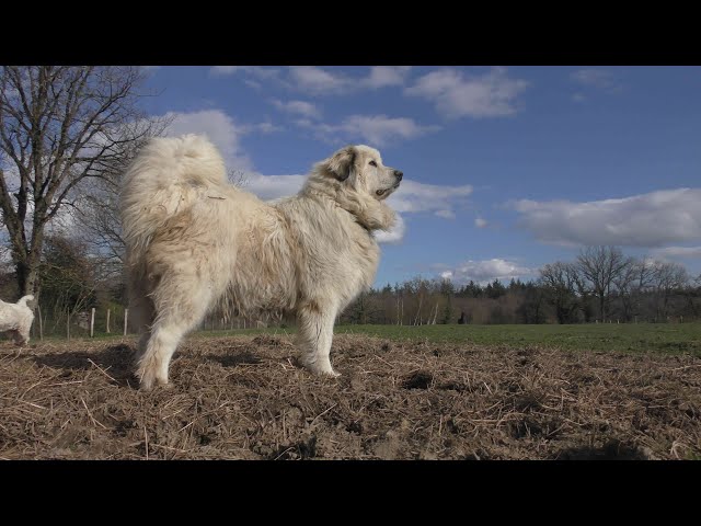 Kundun, chien de montagne