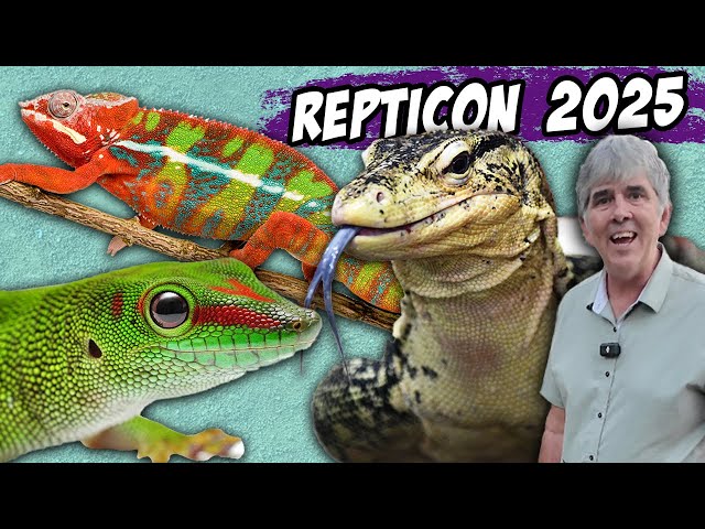 Repticon 2025 and purchasing more lizards.