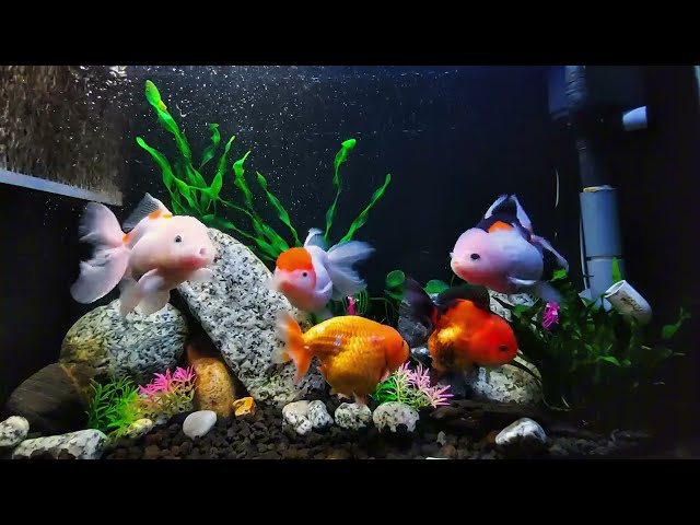 Soothing 4K Fish Tank & Gentle Piano Melodies | Ultimate Sleep Ambience