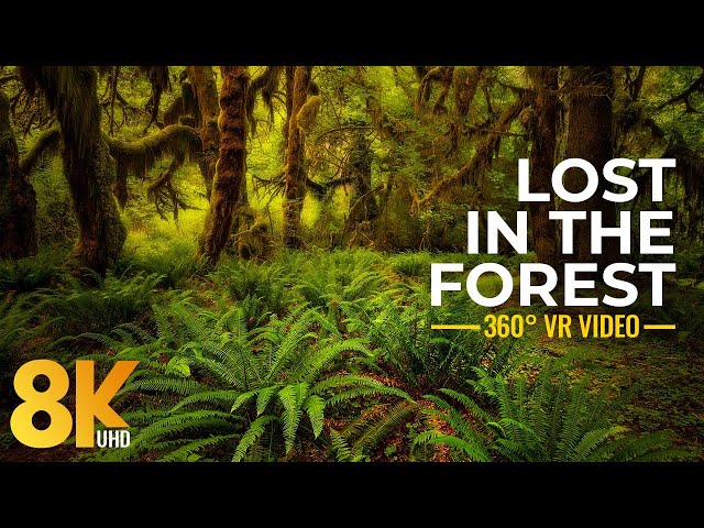 Virtual Immersion into Forest Scenery - 8K Lost in the Forest - 360° Virtual Relaxation Video