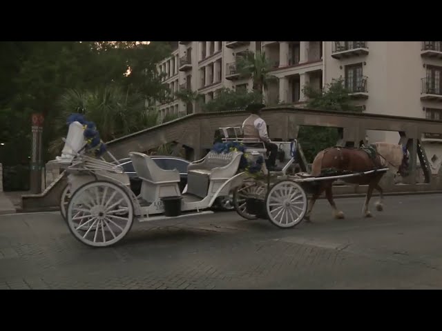 Horse carriages up for debate at city hall on Tuesday