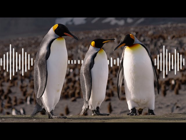 Penguins - Listen to the Sound of 500K King Penguins 🐧 | Discover Wildlife | Robert E Fuller