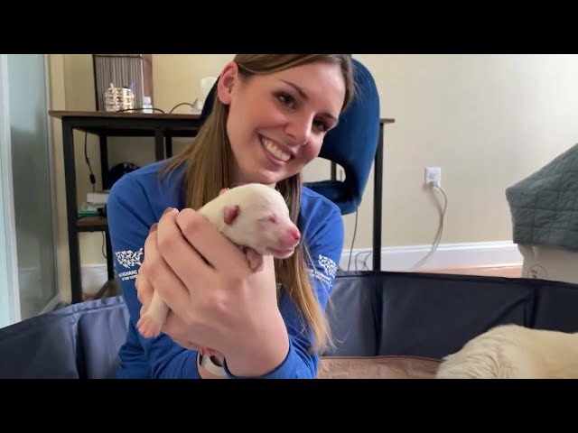 LIVE: One day old rescue puppies!