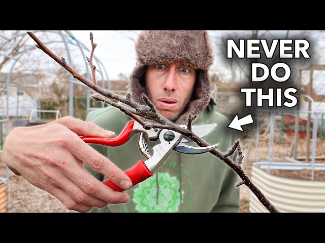 You’re Likely Killing Your Fruit Trees if You Do This...