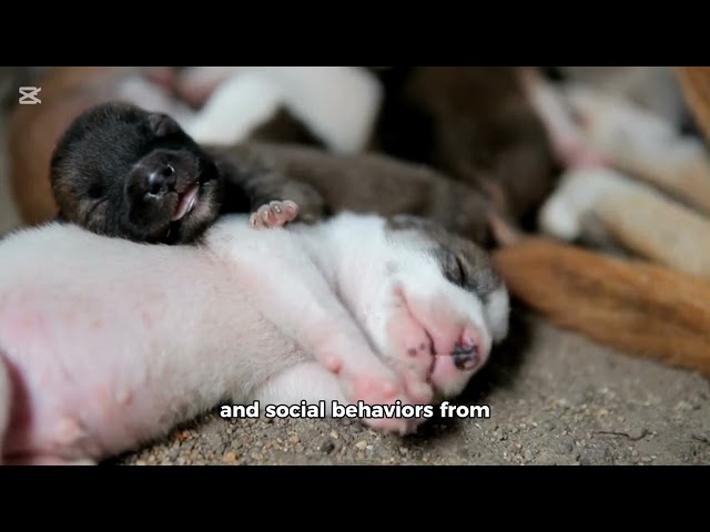 Exploring the World of Baby Animals