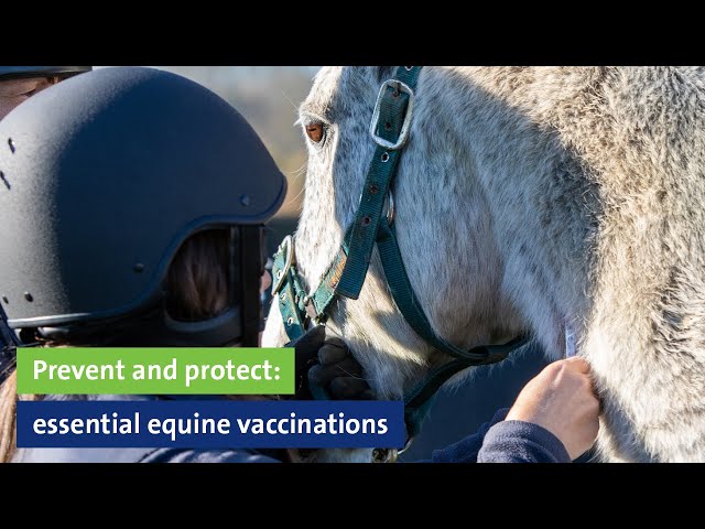 Webinar: Prevent and protect: essential equine vaccinations