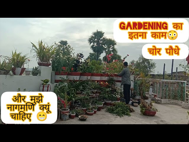 Terrace Garden ka important kaam😊 #gardening #garden #flowers #terracegarden #kitchengardening