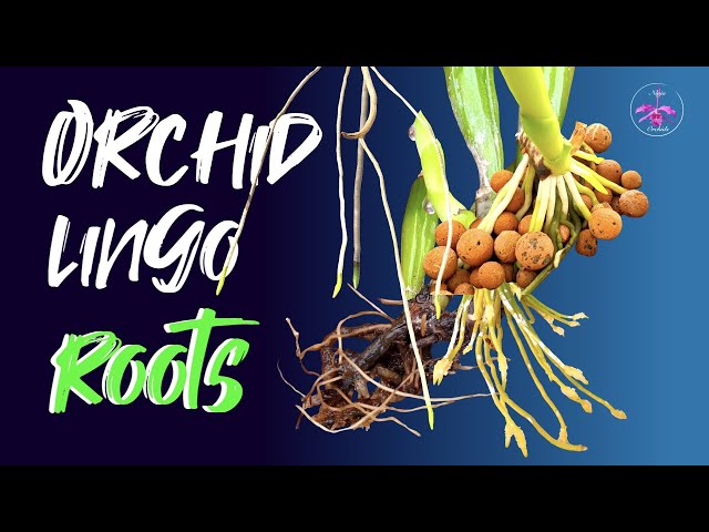 ALL about ROOTS | Why do roots STOP growing? SAVE damaged roots? A GUIDE! 💪🏼 #ninjaorchids