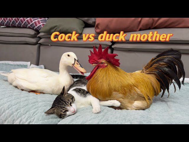 Cock Teases Mom Duck💢! The kitten sincerely invites them to sleep together! Cute and funny animals