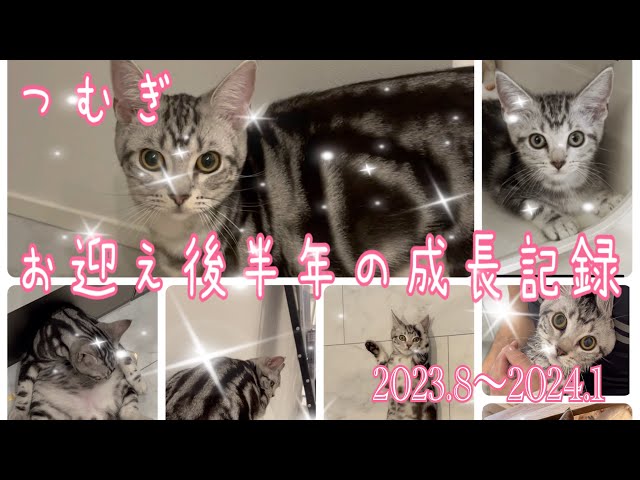 【猫動画】かわいい子猫半年間の物語#つむぎ #アメショ #cat#vlog#dailycatvideos#story