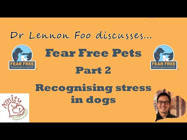 Fear Free Pets - Part 2 - Recognising Stress in Dogs