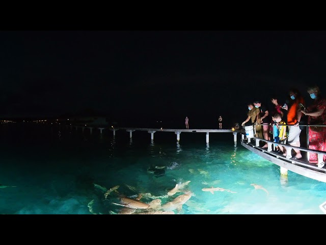 Maldives Day5 - 'Vegetarian' SHARK feed @ sunset