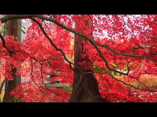 30 Minutes Of Relaxing Nature Ambience & Bird Calls For A Daytime Nap