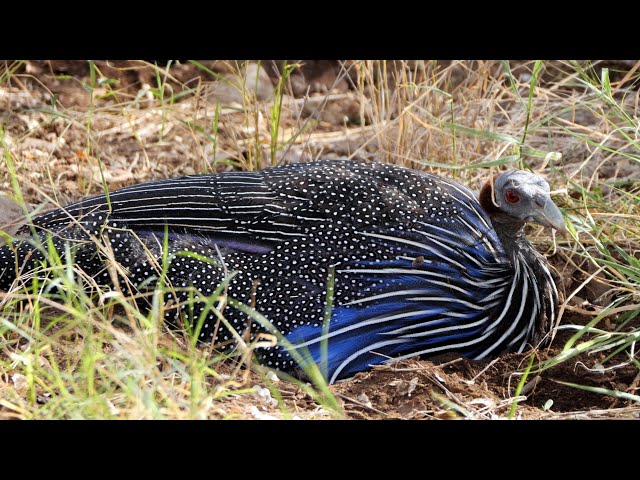 Discover The Exotic Birds Of Kenya!