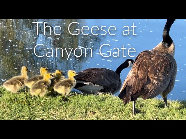 Canyon Gate Geese- They are Multiplying- See Homes In Canyon Gate