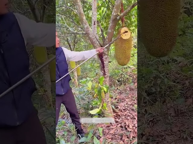 Jackfruit tree ripe fruit clearing process