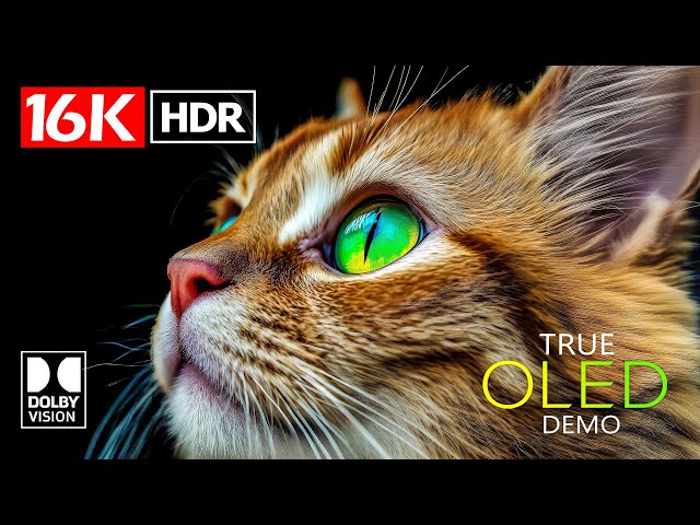 BEST VIBRANT 16K Video ULTRA HD | 16K HDR Dolby Vision