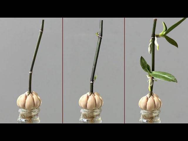 Only Garlic! Orchids immediately grow on branches and bloom all year round