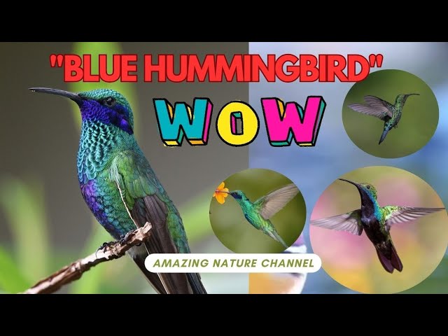 Blue Hummingbird #amazingnaturechannel #birds #amazingnature #hummingbird #nature #amazing